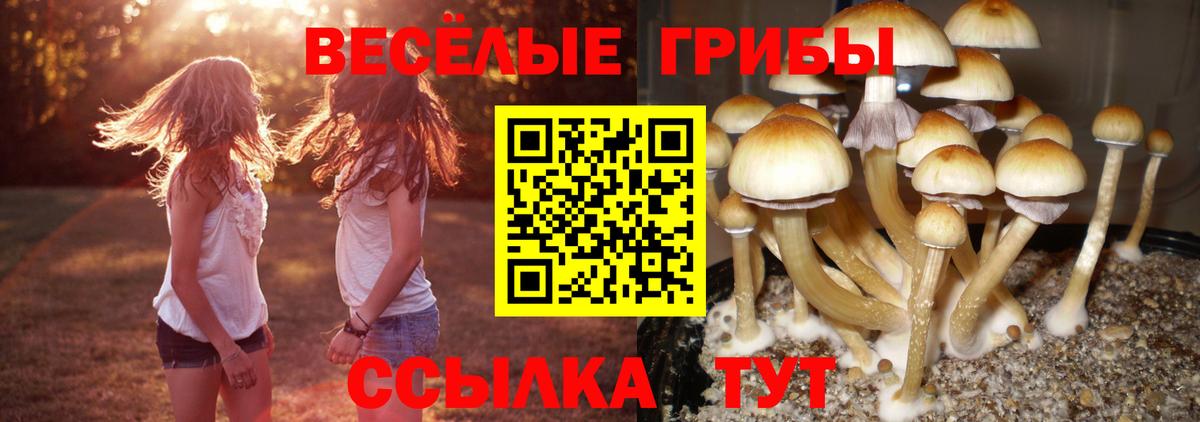 Псилоцибиновые грибы MAGIC MUSHROOMS Обь